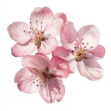 "Sincere, Bloomed Love."