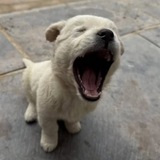 AAADOG | PORTAL