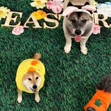 DogesCTO