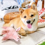 $MIRO - OG Neiro mom's new Shiba inu - Portal