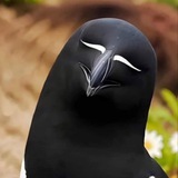 $RAZORBILL AURA BIRD