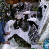 Квартира с кошками