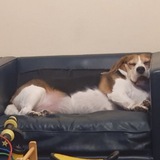 X's Dog Horia