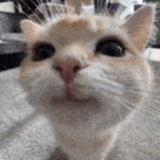 Smile Cat