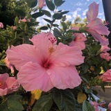 Hibiscus rosa-sinensis. 𝅼 ׄ 𓈒