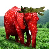 Arabic Strawberry Elephant (صباح الفرولة)