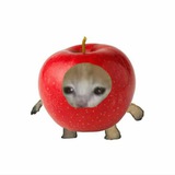 Apple Cat