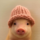Pig Wif Hat CTO.