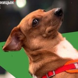 Тренировки для собак в Брусницын-парке