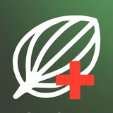 Подорожник+