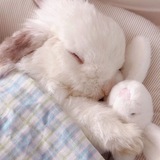 Rabbit. <3