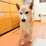 Shiba Inu N