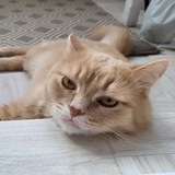 Персик🐱 на связи📞☎️
