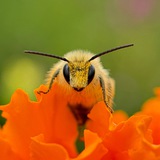 Макрохоббия