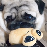 Mops gifts
