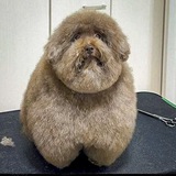 ODOG