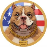 Biggie American Bully