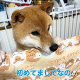 SUI 🐶 New Shiba by RikoMama