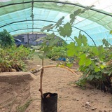 نهالستان اکبری