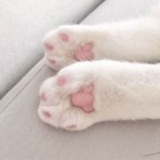 Jeemi's kitten ◌ ׁ 𓏵 sanctuary !