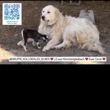 KOLLOIDE UND FREQUENZEN IN EIGENVERANTWORTUNG ❤️ FÜR DIE TIERE❤️