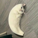 MOONCAT Meme Channel