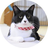 $Onigiri | Cocoro's Brother Portal