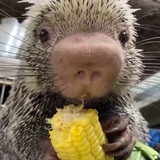 $Rico - The Porcupine community