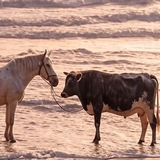 BullHorse CTO
