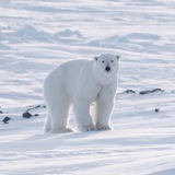 Белый медведь🐻‍❄️