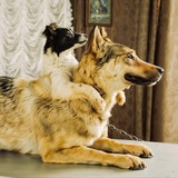 Two-Headed Dog