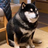 Totakeke- Cheems’ twin brother
