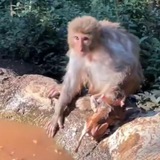 BATH TIME MONKEY