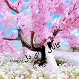 کانال شعر و دکلمه نوای دل્᭄્᭄͜͜͡͡͡