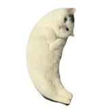 Mooncat