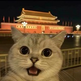 猫猫笔记