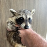 $RABGUY