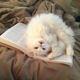 Whispers of Golden Pages.