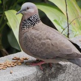 东南亚曝光🔥悬赏🔥吃瓜