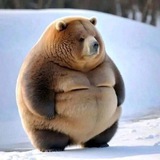 🐻 $BER CTO 🐻