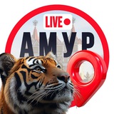 Амур LIVE