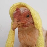 Azalea Chicken