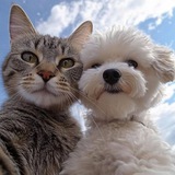 ویلم کون(Gap)