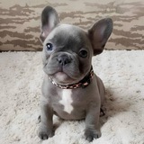 milo