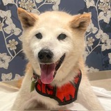 Hana-chan Portal