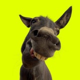 Heehaw $HEEHAW