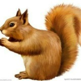 松鼠正版官方频道