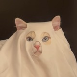 $Ghost Cat
