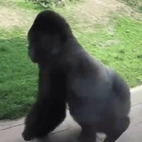 ZOLA Spinning Gorilla