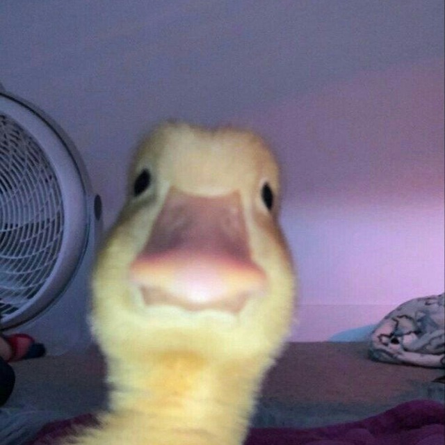 Bebek cantik!